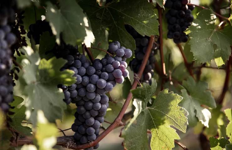 Grappolo d'uva nera del vitigno dei Marchesi di Barolo