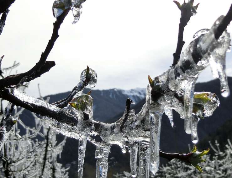 Eiswein: il vino pregiato e raro proveniente dalle uve congelate