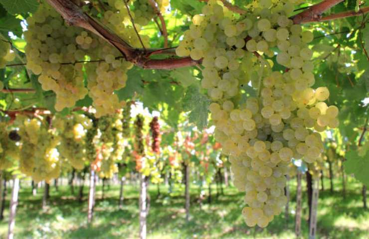 Grappolo di uva Trebbiano d'Abruzzo