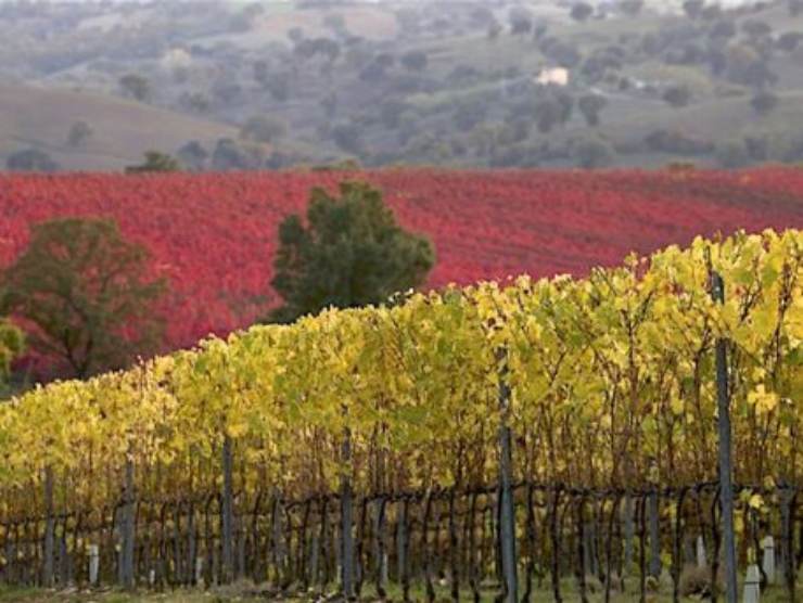 Maremma Toscana, vini