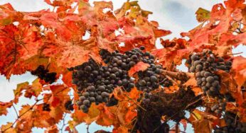 Il vitigno Sagrantino, storia e caratteristiche
