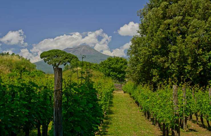 Vigneto con sfondo il Vesuvio