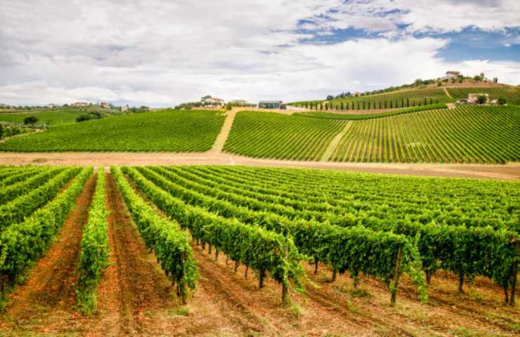 Vigneto in Abruzzo