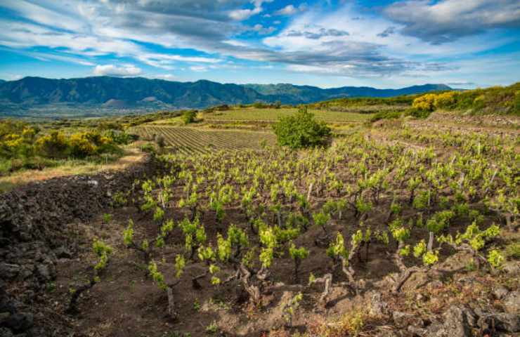 Vigneto sull'Etna