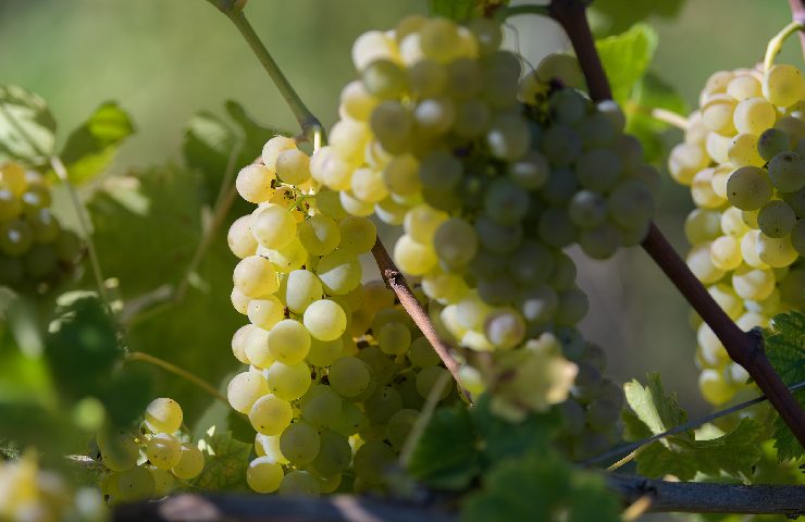 Grappolo d'uva di Marotti Campi