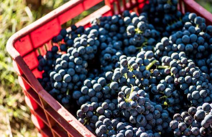 Grappolo di uva nera Syrah in Toscana