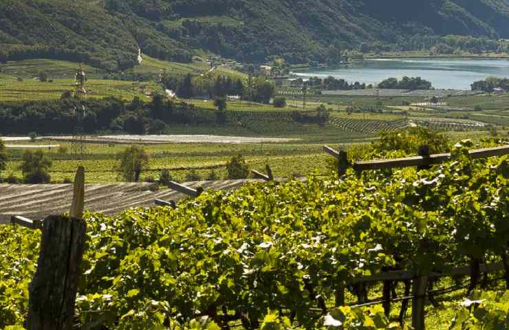 Terroir della cantina Colterenzio in Alto Adige