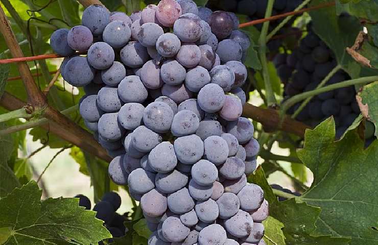 Grappolo d'uva del vitigno Corvina