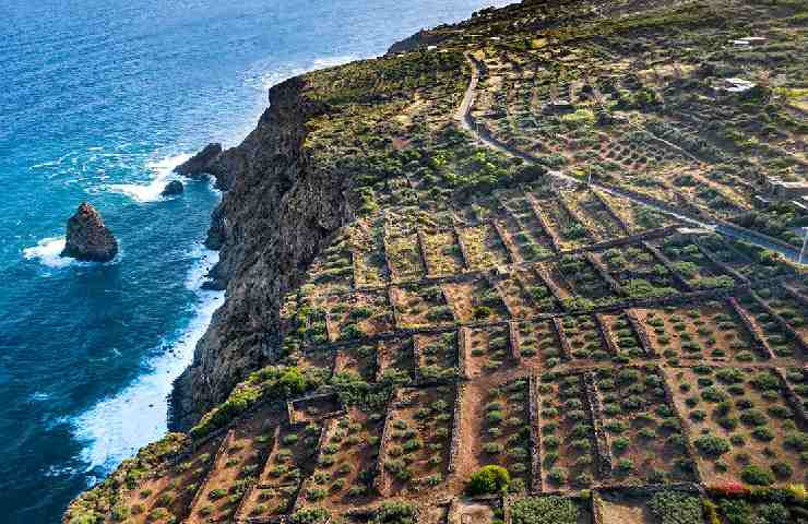 Vigneti di Pantelleria