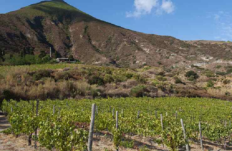 Vigneto delle Cantine Colosi