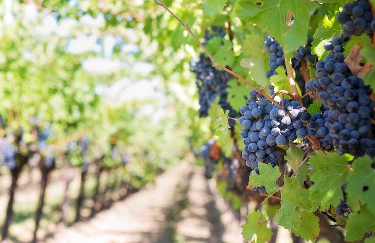 Vigna di uva rossa per vino