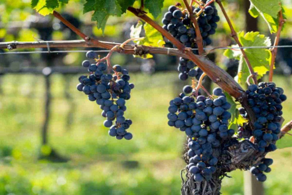 Grappoli di uva nera di Teroldego