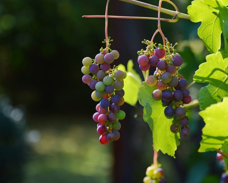 Dove è stato ritrovato il vino più antico del mondo