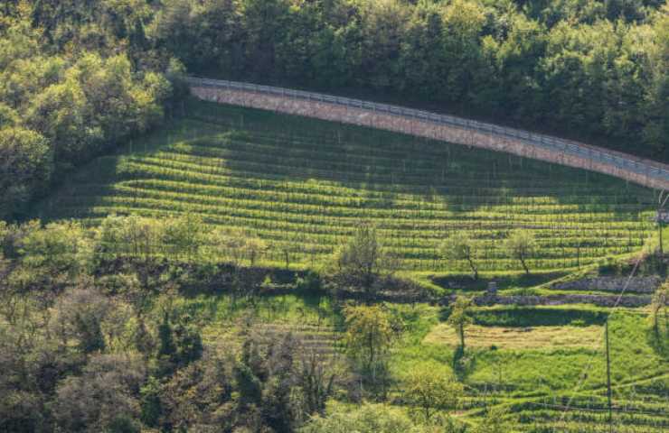 Foto dall'alto di un vigneto Marzamino