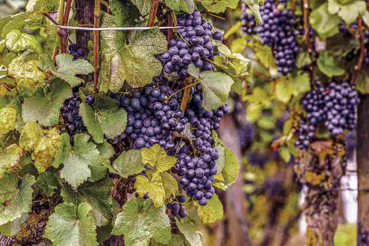 uva bizantini come si faceva il vino 1500 anni fa