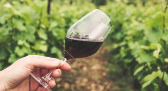 Viticoltura inglese: qualità in crescita malgrado il clima