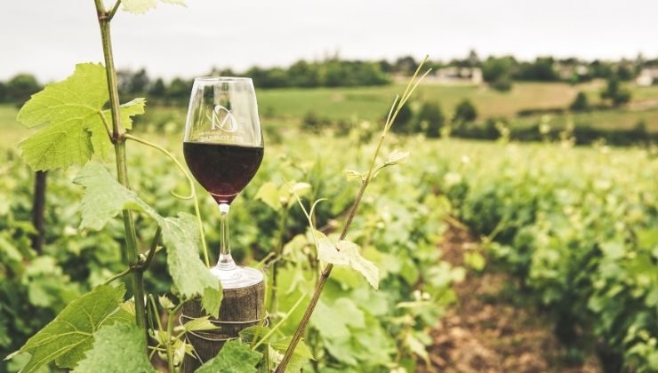 cosa accadrà al vino con la crisi climatica