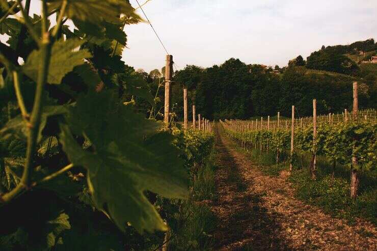 Una vigna di Glera nelle colline del Prosecco 