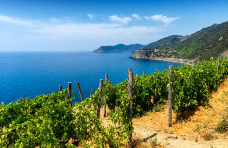 Terrazzamenti vitigno Bosco a Riomaggiore nelle Cinque Terre