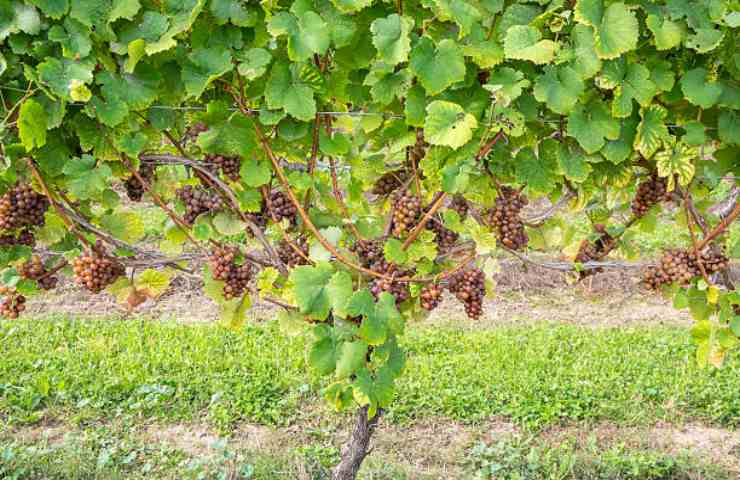 Uva tedesca di Gewürztraminer