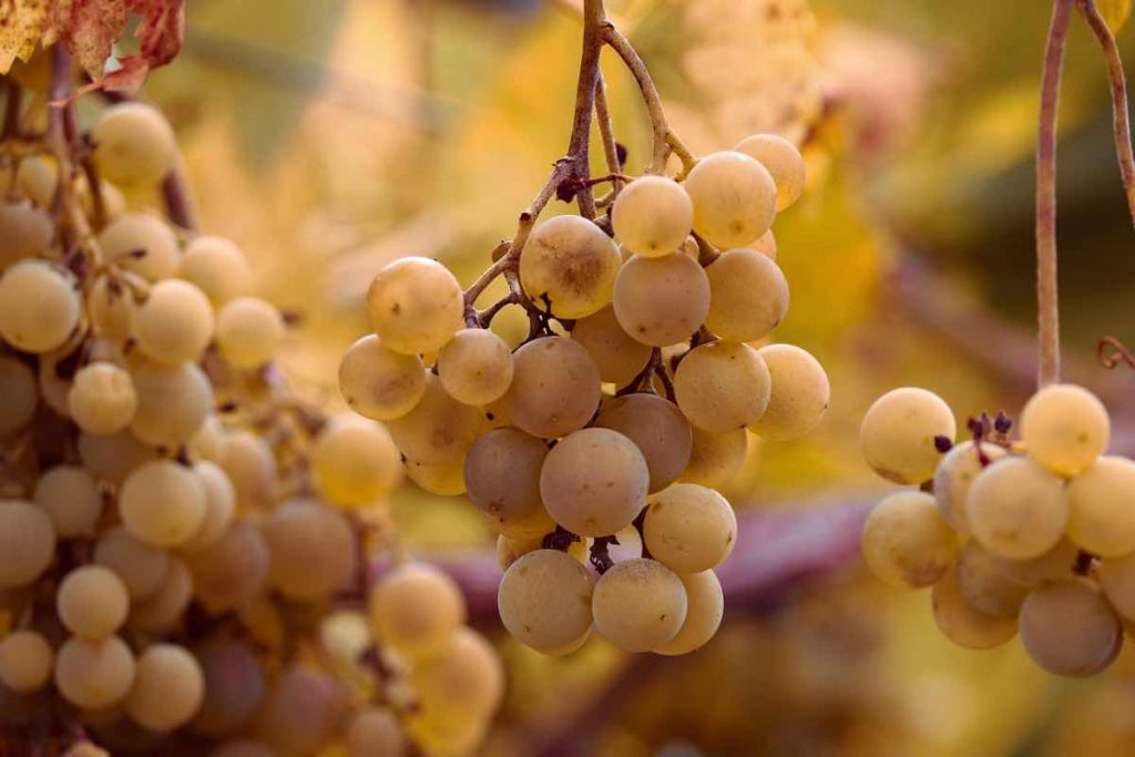 Alla scoperta del Ribona, il vino marchigiano ‘sconosciuto’ - Vinamundi