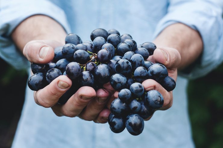 Uva nera per vino