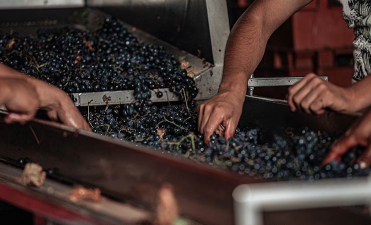 persone in fase post vendemmia