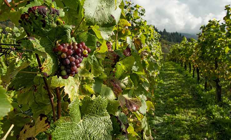 primo piano su grappoli di uva in vigna