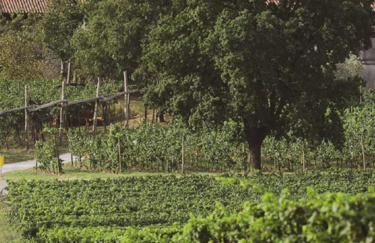 Vigneti della Cantina Berlucchi