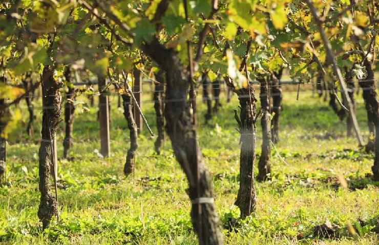 Vigneti della Cantina Ca' dei Frati