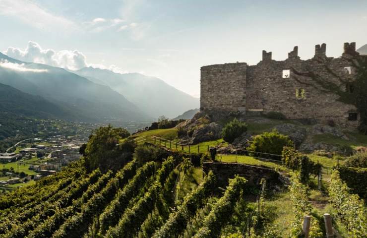 Vigneti della Cantina Nino Negri