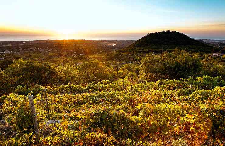 Vigneti sull'Etna