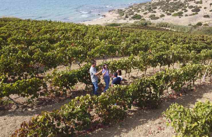 Vigneti del marchio Settesoli