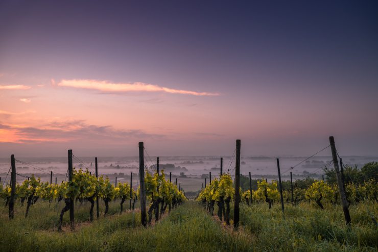 Vigneto in cui si produce vino