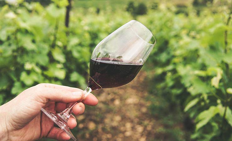 un calice di vino rosso in una vigna