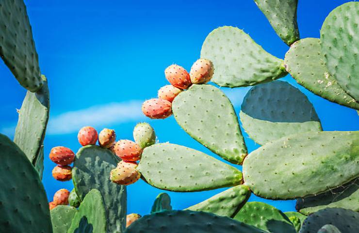 Fichi d'India, prodotto principale del liquore Fichissimo