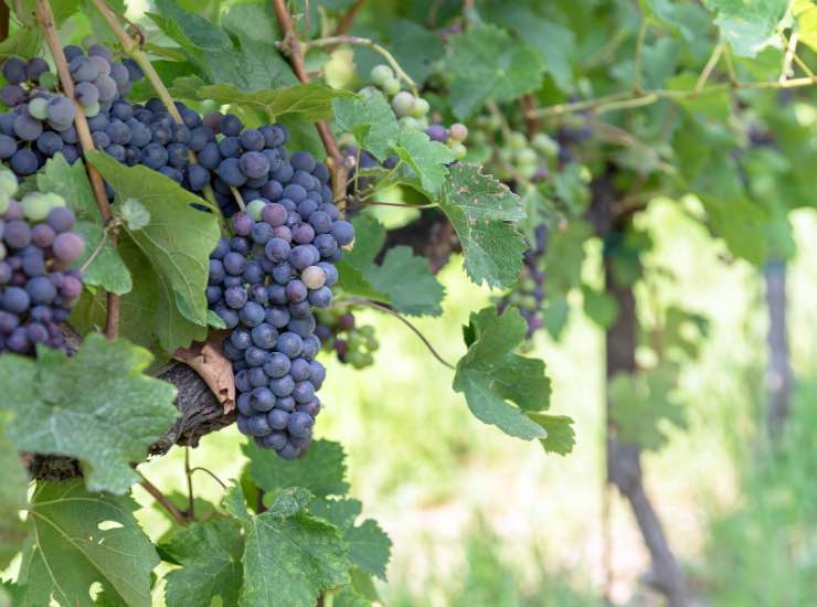 Un grappolo di uva appeso alla vite