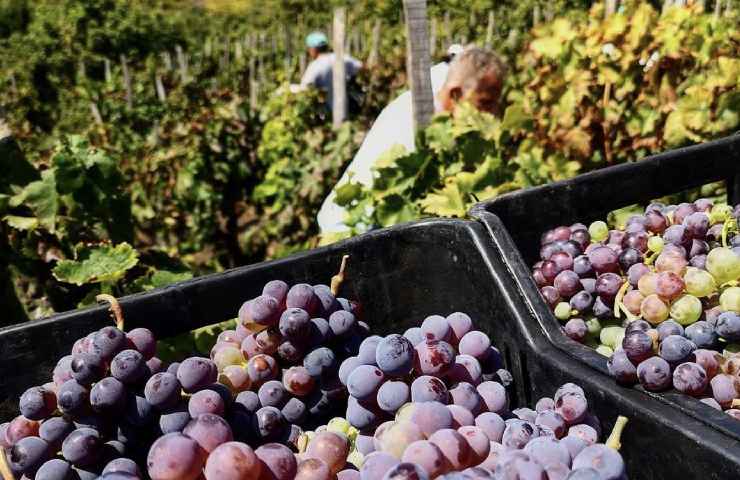 Vendemmia manuale Etna DOC