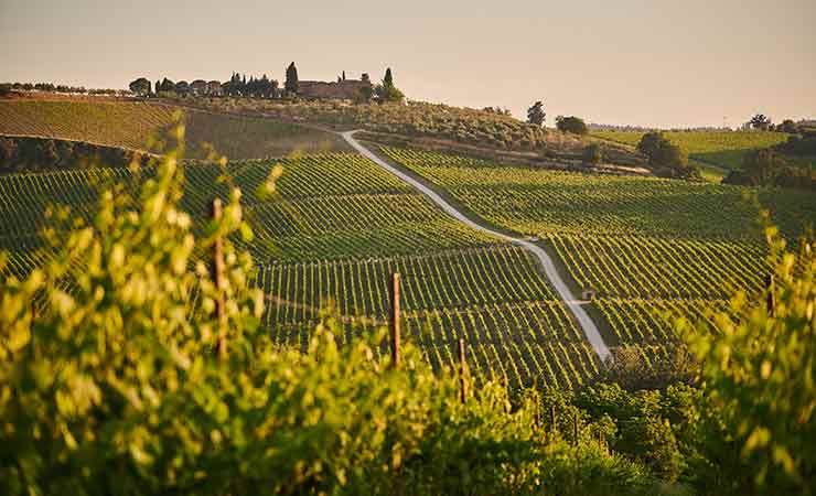 colline vino italia