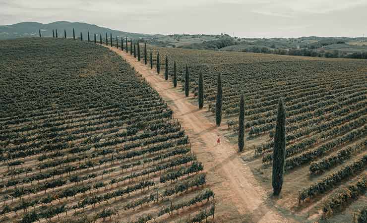 filari di vite in toscana