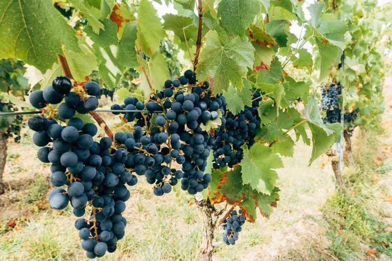 La storia del Clinto, il vino veneto proibito per legge - Vinamundi