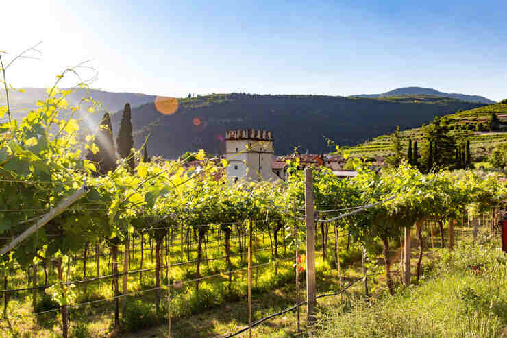 Vigne in Valpolicella 