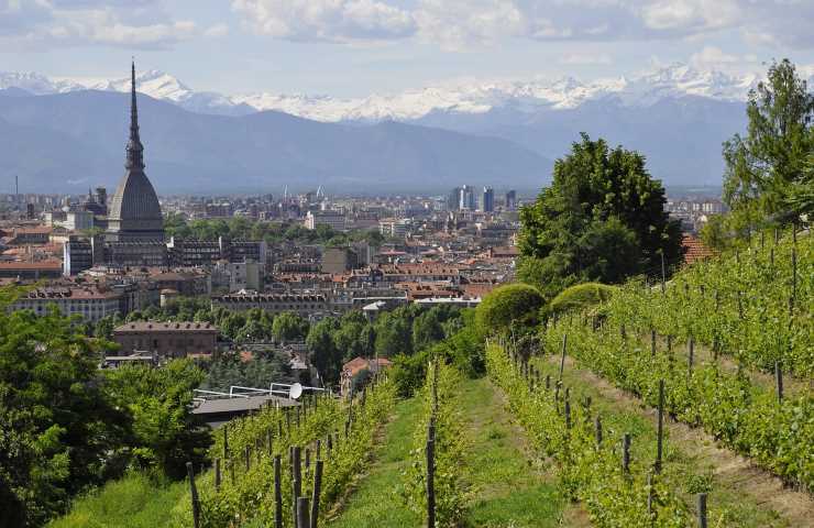 Vigneto urbano, Torino