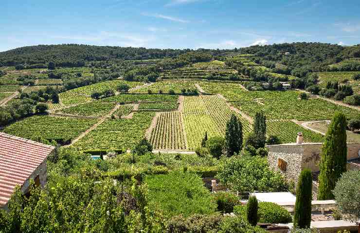 Vigneti in Provenza, Francia