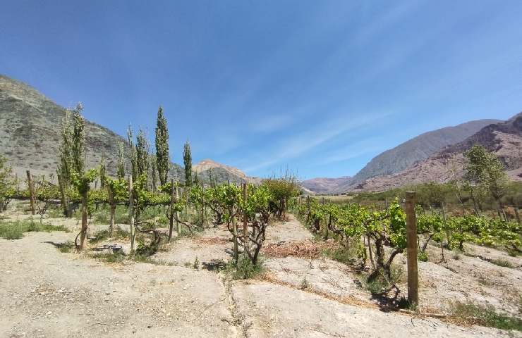 Gastón Cruz della Bodega Don Milagro