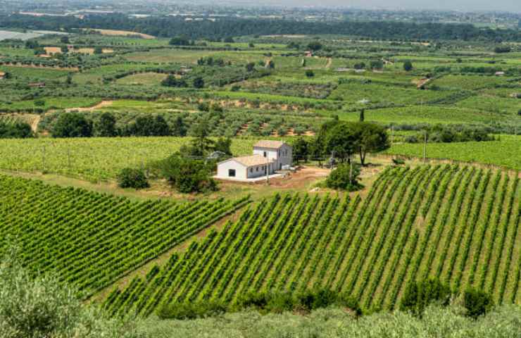 Vigneti nel Lazio