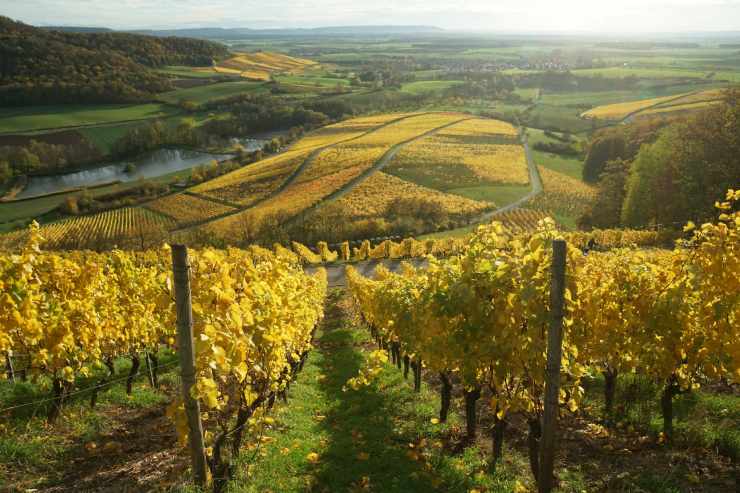 La vigna può soffrire il cambio di clima: utilizzare le giuste strumentazioni può salvare il raccolto