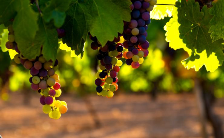 Gli agricoltori e i viticoltori devono confrontarsi con il cambiamento climatico: è indispensabile sapersi adattare