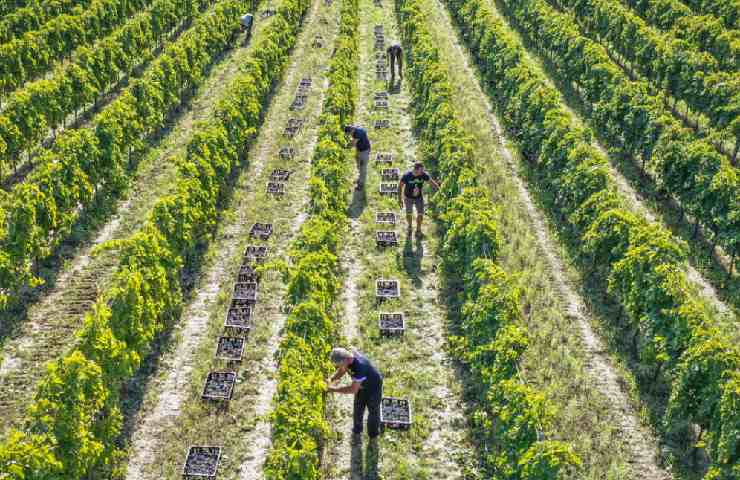 Vitigno di Fantini Wines a Roseto degli Abruzzi 