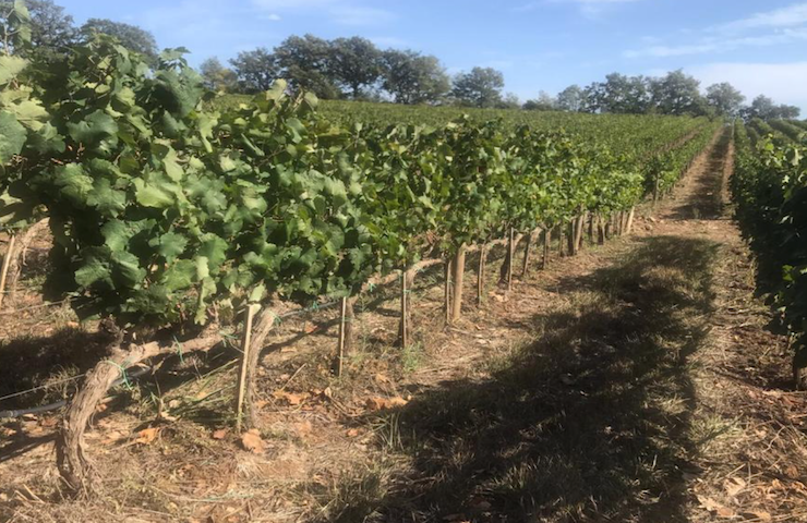 I vigneti della cantina Guido F. Fendi